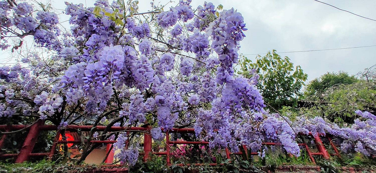 大梨山環山部落的紫藤花盛開中。 圖 : 參山處/提供