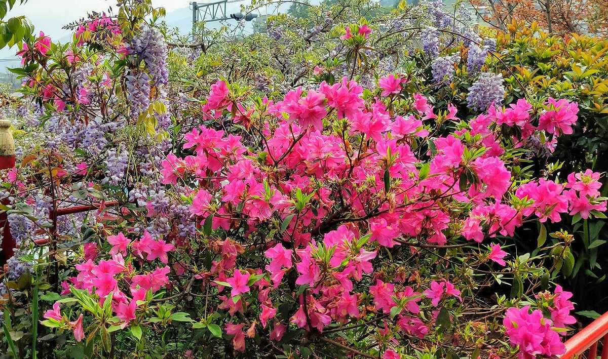 參山處要打造有阿爾卑斯山意象的梨山花街巷弄。 圖 : 參山處/提供