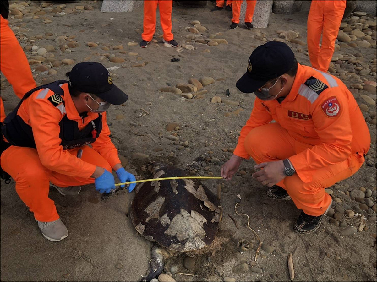 苗栗後龍鎮海角樂園昨（18）日發現死亡欖蠵龜。 圖：海巡署／提供