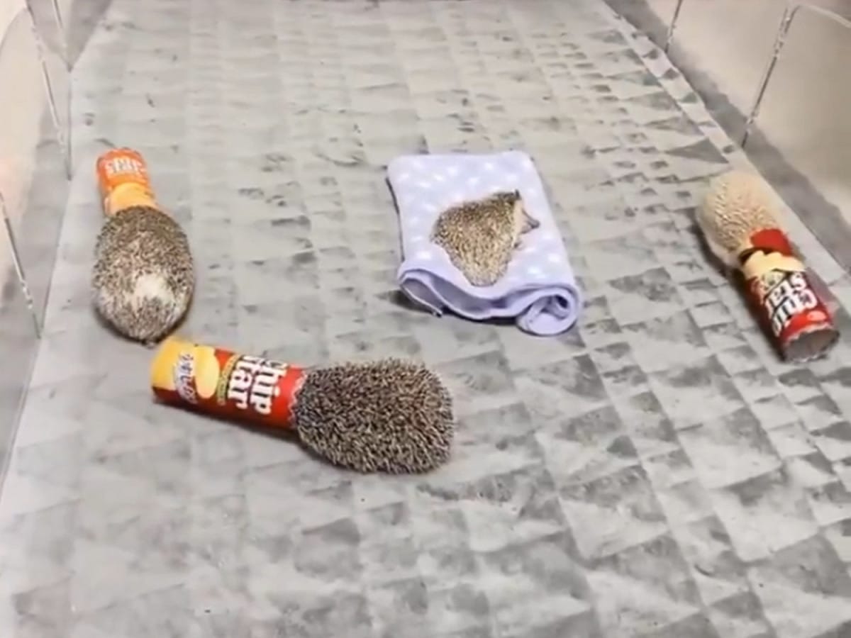 4隻刺蝟，有3隻頭上不知為何套著罐子，繞圈圈摸索著前進，唯獨睡在中間那隻刺蝟不為所動，全程都在香甜的睡夢中。 圖／Twitter@1234567890bcde