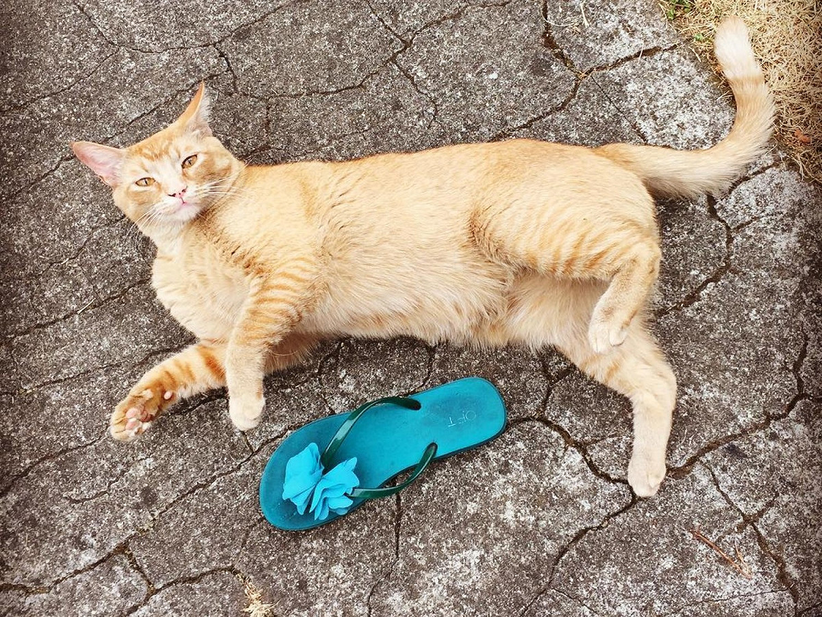 這樣的貓咪究竟該「報警」還是「抱緊」處理？ 圖／IG@snorrithecat