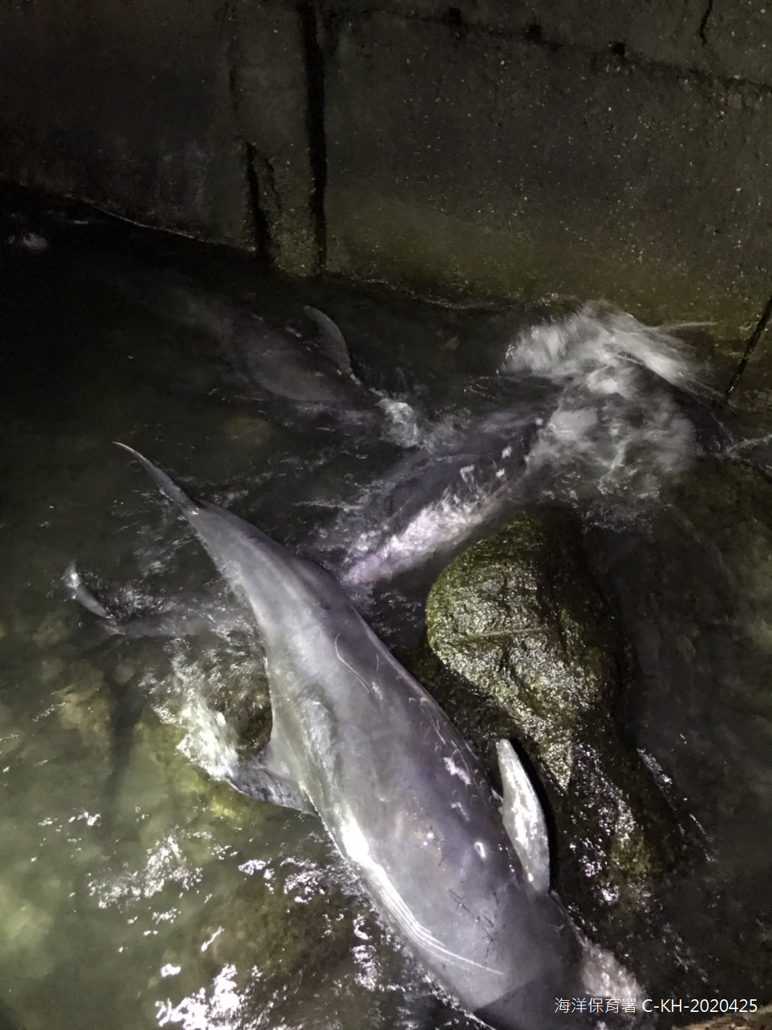 小虎鯨受困高雄港區消波塊。 圖：海保署/提