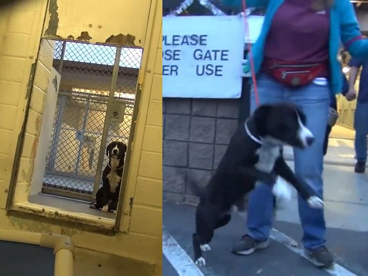 一走出籠子，貝尼馬上變得非常開心雀躍！ 圖／Facebook@Saving Carson Shelter Dogs
