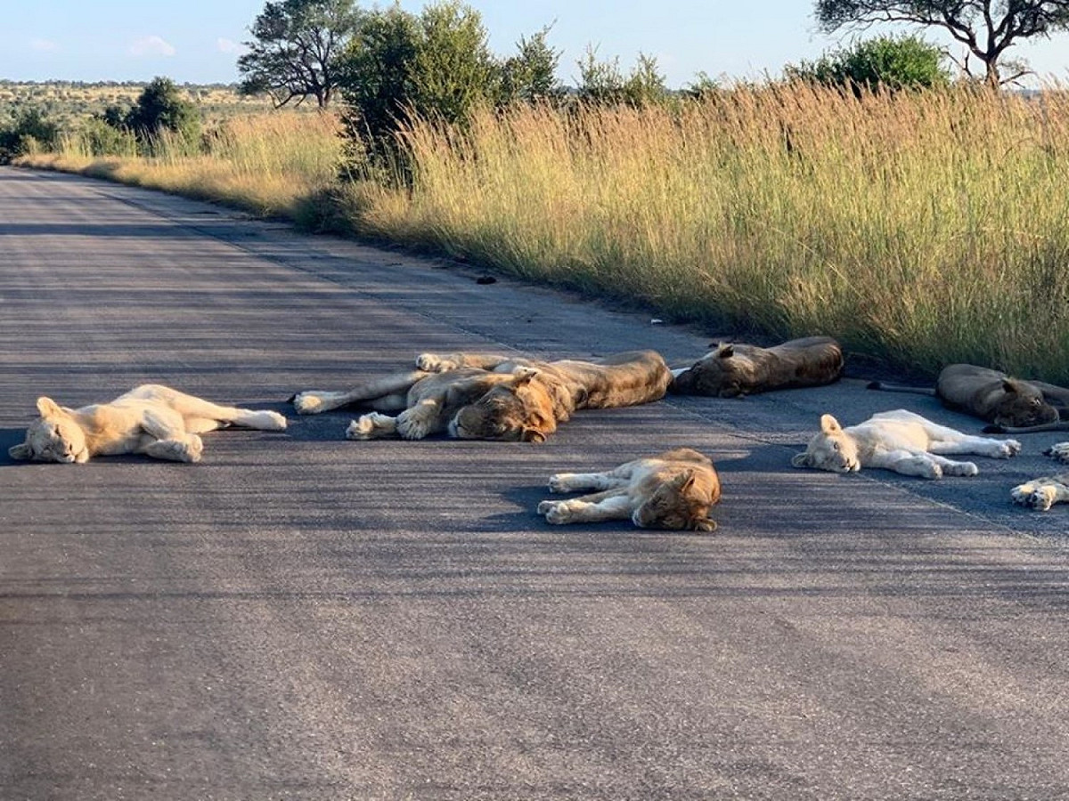 難得看見獅子整排「睡馬路」的畫面！ 圖／FB@Kruger National Park