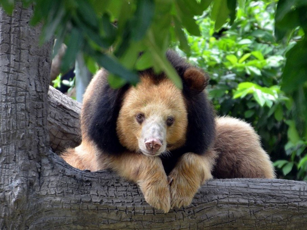 熊熊Brandy白蘭地是一隻擁有罕見金黃毛色的亞洲黑熊。 圖／Facebook@Free the Bears