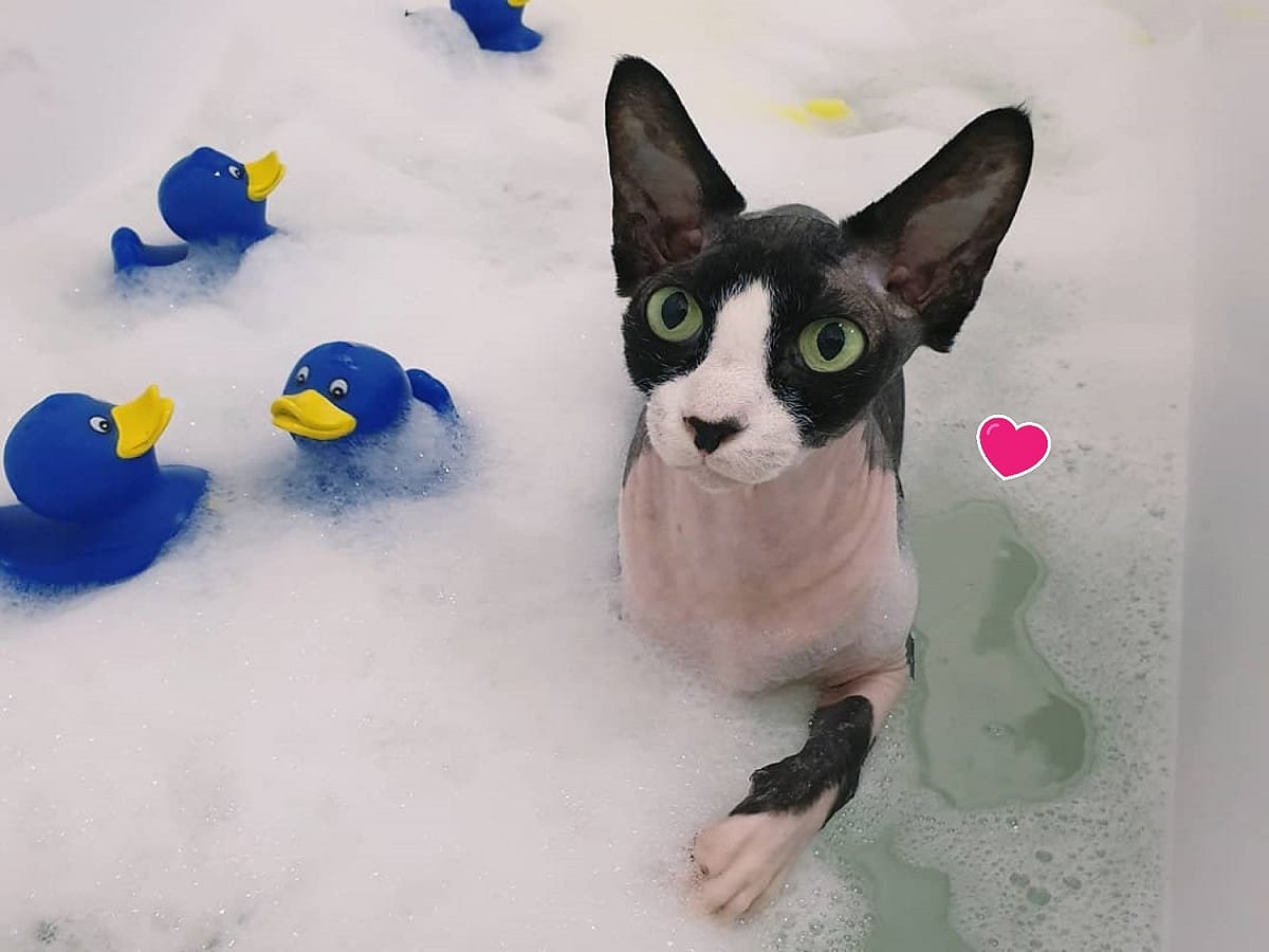 庫柏：泡澡就是要有很多泡泡才好玩啊！ 圖／IG@sphynxnille