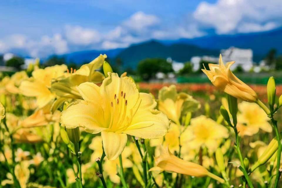 五一連假恰逢平地金針花盛開，不妨帶媽媽出門，提早過母親節。 圖：嘉德花田／提供