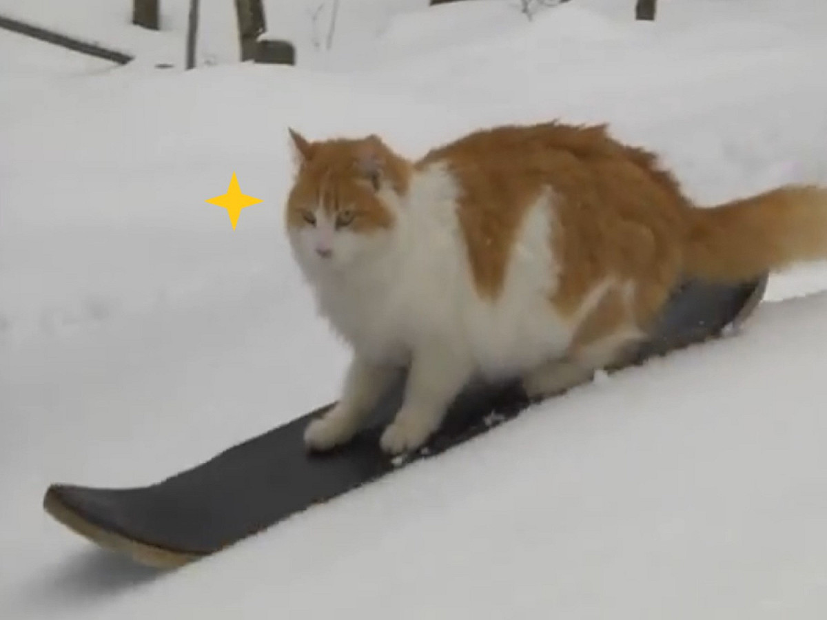在菲爾的耳濡目染之下，沒想到泰比也學會滑雪！ 圖／翻攝自FB@Phil Smage）