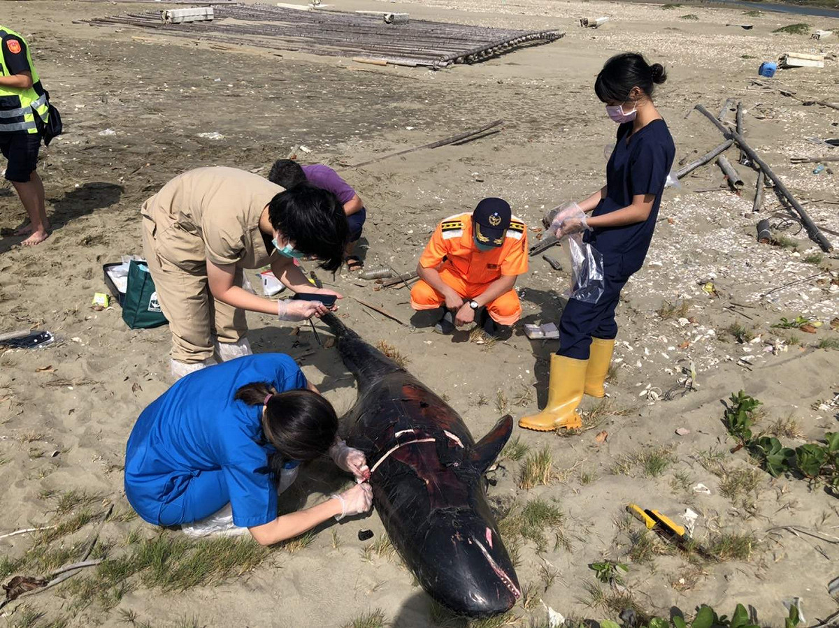 6隻小虎鯨今天上午被人發現死亡於嘉義縣布袋海邊，成大團隊前往採樣。 圖：海巡署/提供