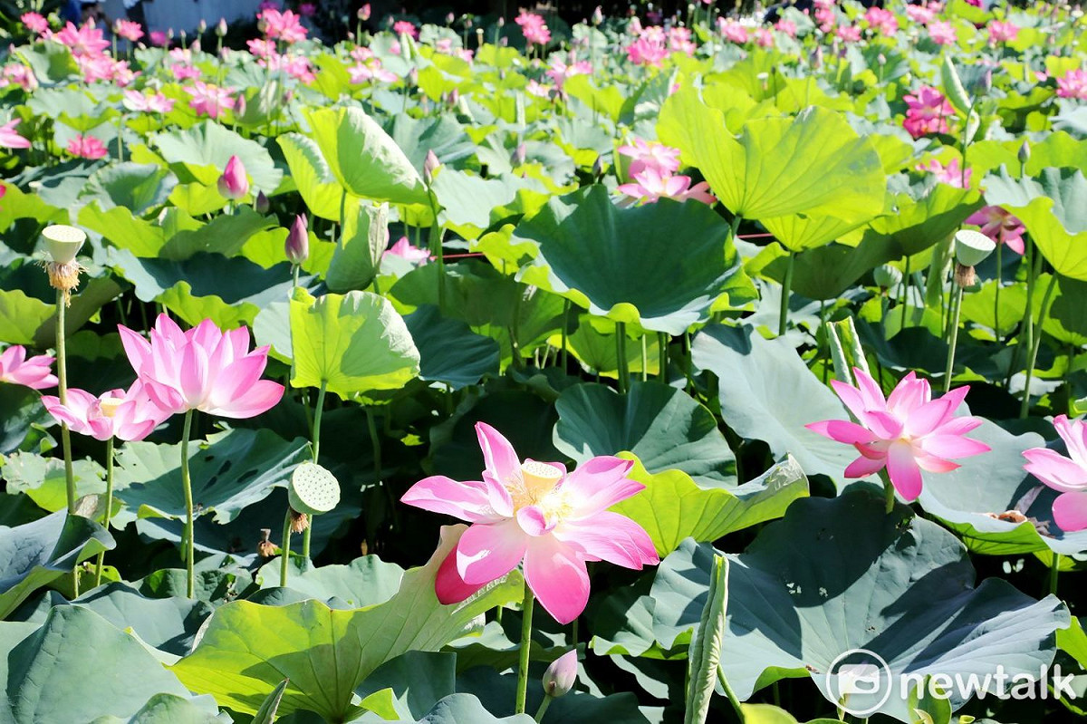 白河蓮花已經盛開，熱情迎接喜歡攝景、賞花的民眾到來。 圖：黃博郎／攝