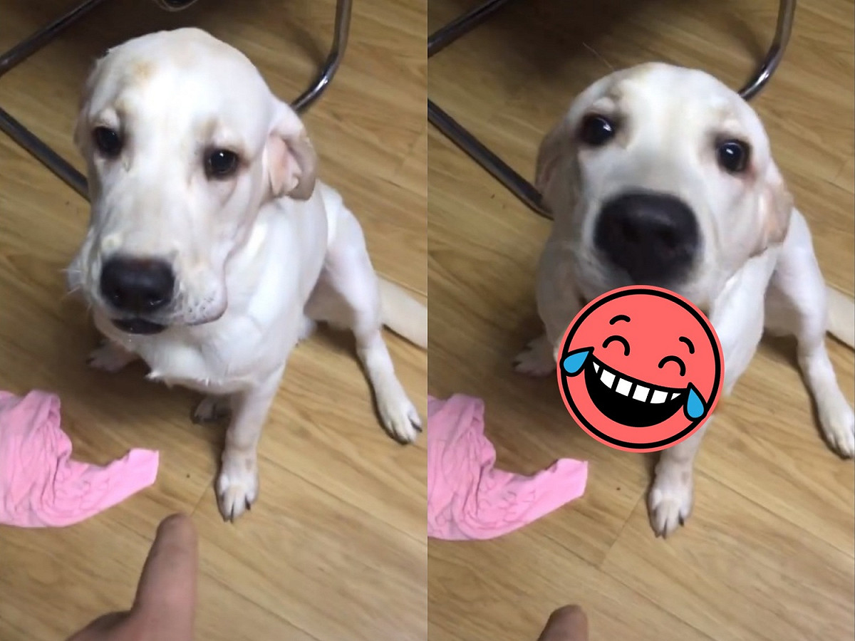 嗚嗚嗚，偶藏了這麼久的美食，口不口以留著吃？ 圖／TikTok@18126481