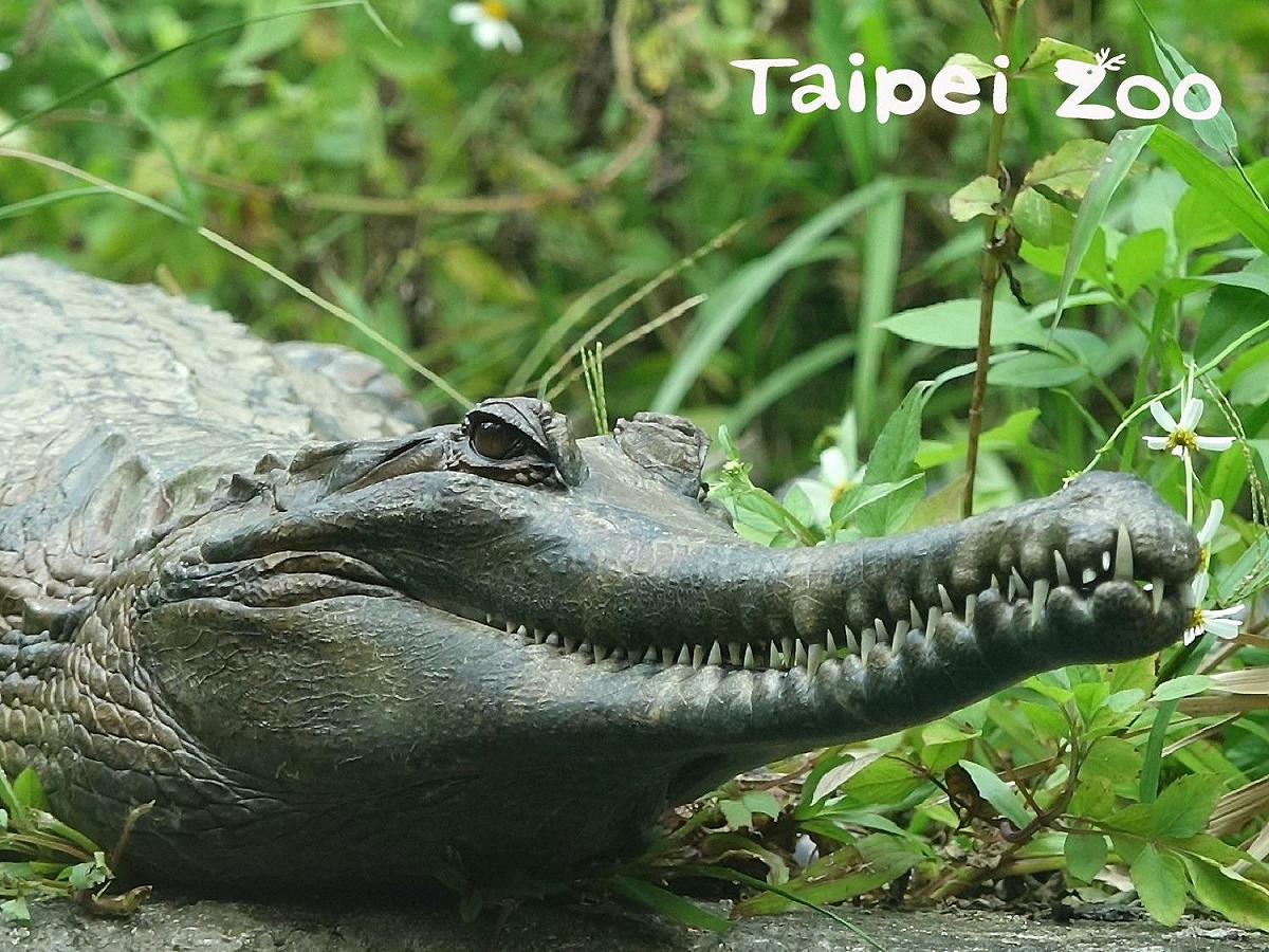 馬來長吻鱷媽媽護子的暖心舉動顛覆大家對鱷魚兇猛的印象。 圖：台北市立動物園提供