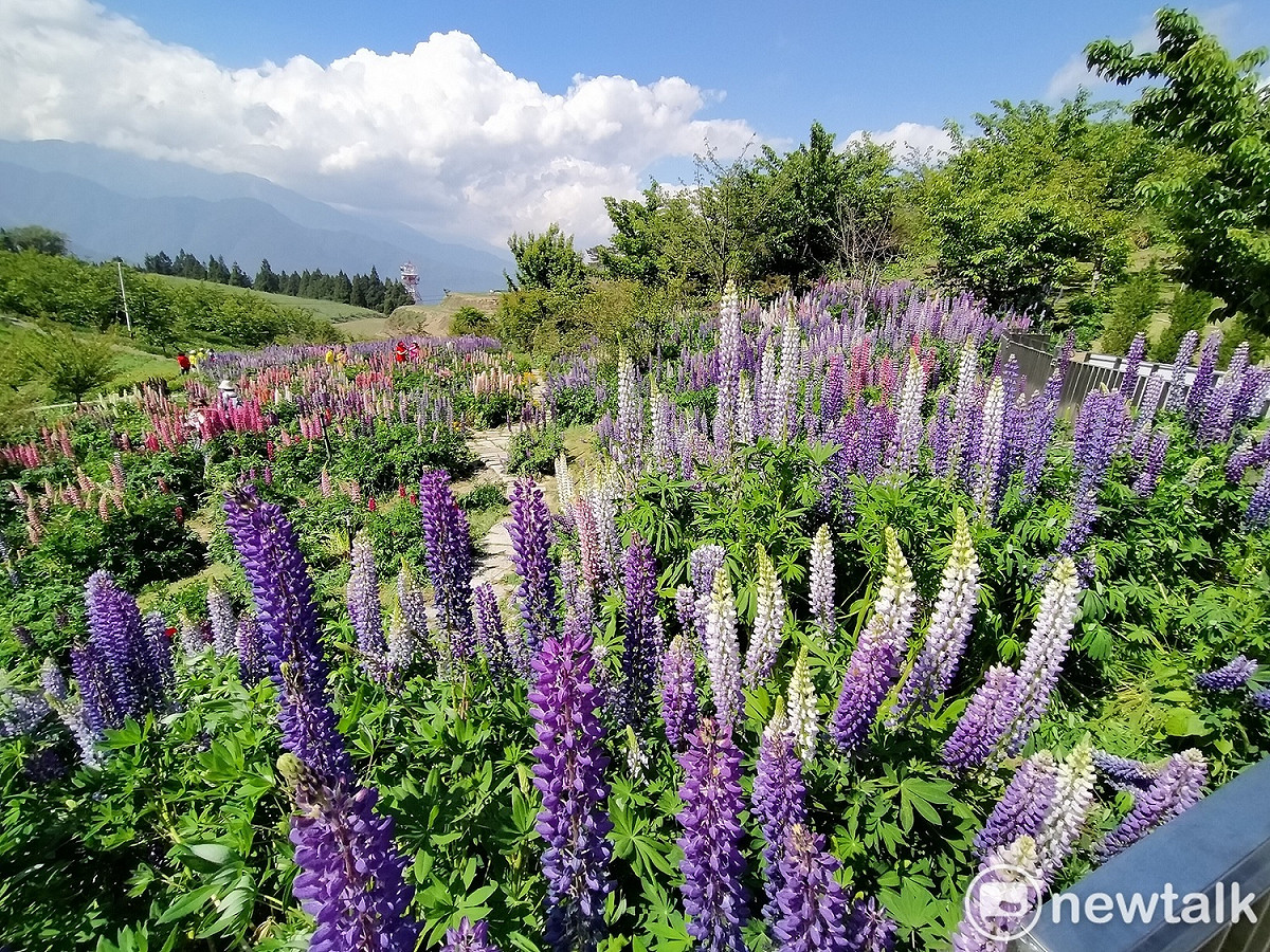 福壽山農場的魯冰花持續盛開到六月。 圖 : 唐復年/攝