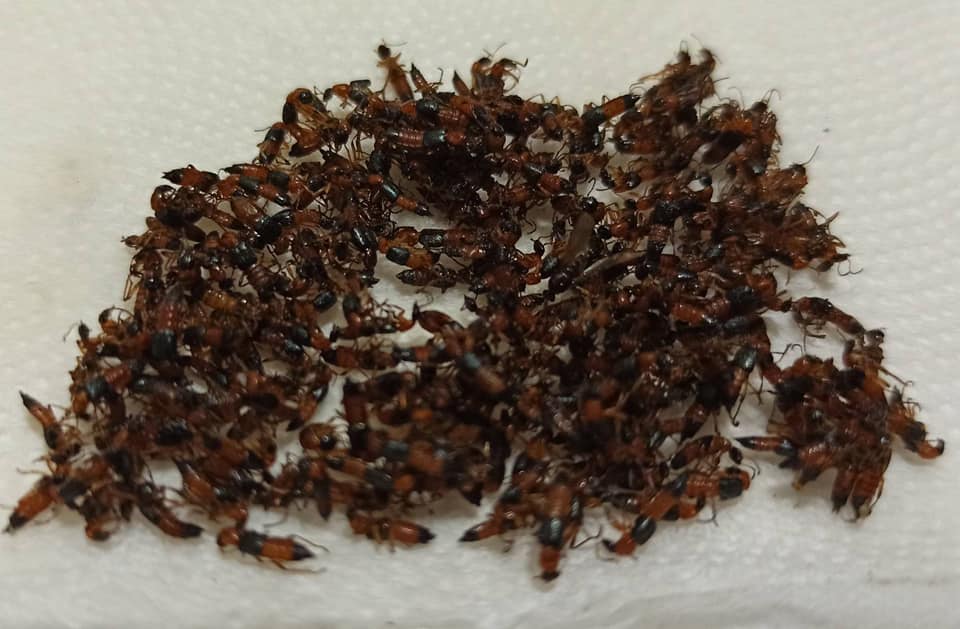高雄有民眾在近3天內狂抓200隻隱翅蟲，數量多到危害日常生活。 圖：翻攝公民割草行動臉書