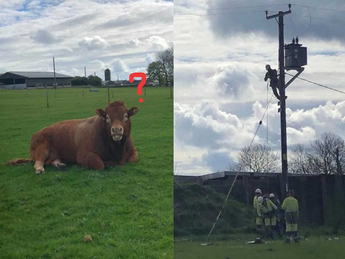 英國South Lanarkshire郊區日前有一頭4歲公牛意外爆紅。 圖／Facebook@Hazel Laughton