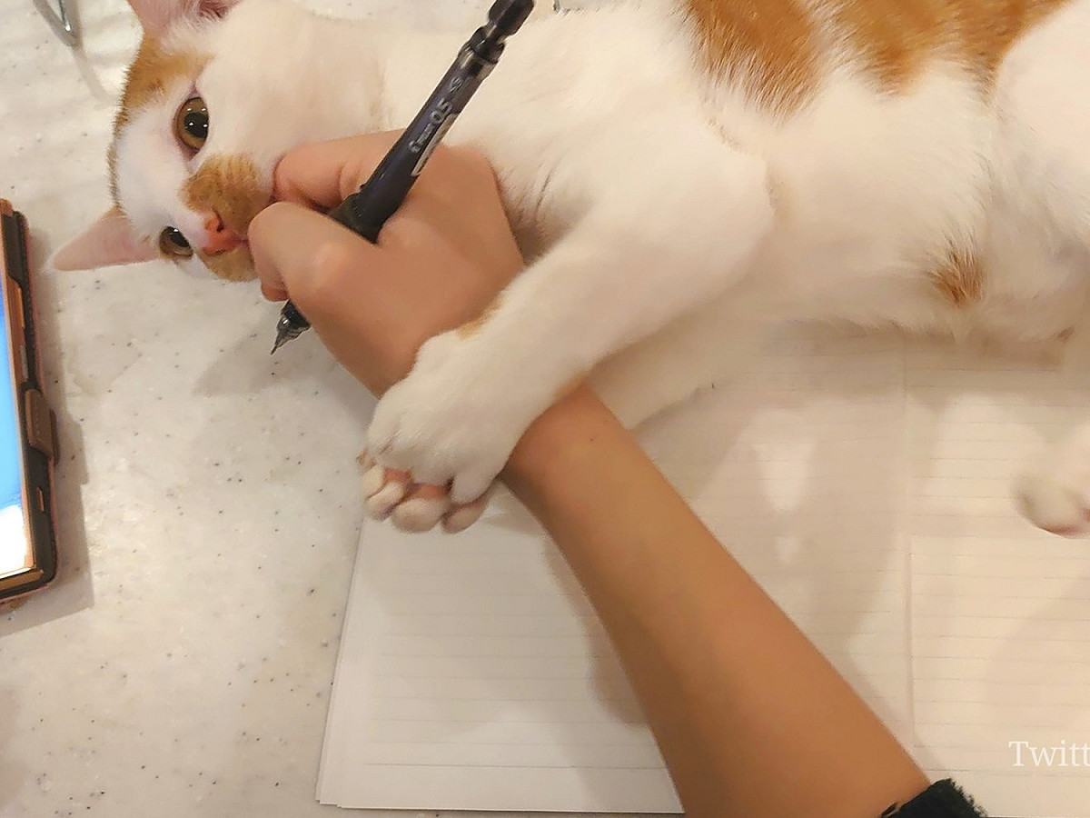 工作重要還是我？！ 圖/Twitter@tratratrafalgar