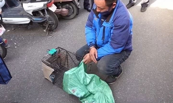 江蘇一名男子日前遭舉報誘捕流浪貓，甚至將野貓冒充成兔肉賣到餐廳。 圖：翻攝自頭條日報