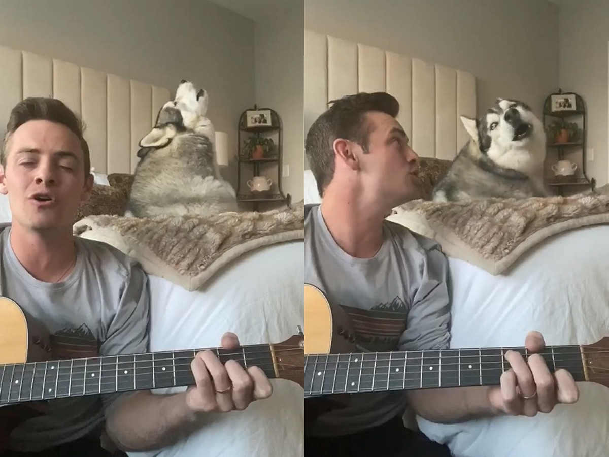 醫護人員Tate和自家的哈士奇Kovu一起合唱。 圖／IG@kovu.sings