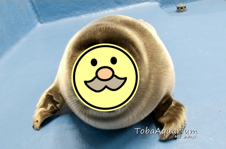 日本鳥羽水族館日前誕生的貝加爾小海豹「微笑君」有張老成的阿伯臉。 圖／Twitter@TOBA_AQUARIUM