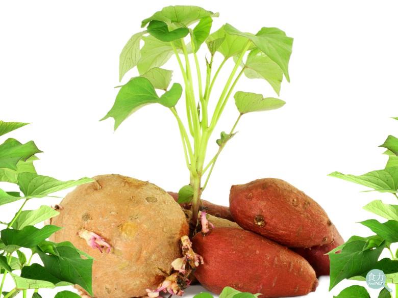 圖：食力／提供