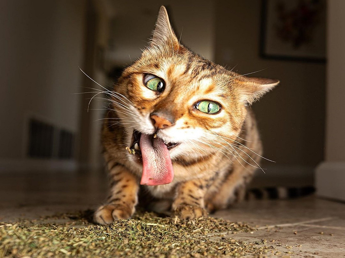 美國有一名攝影師專門捕貓星人「嗑草」的瞬間。 圖／IG@iamthecatphotographer