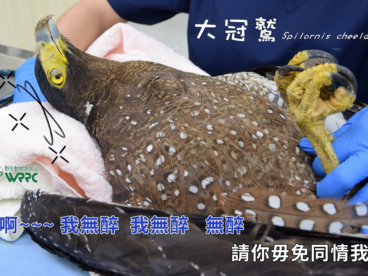 究竟發生什麼事，讓大冠鷲喝到這麼茫？ 圖／野生動物急救站授權提供