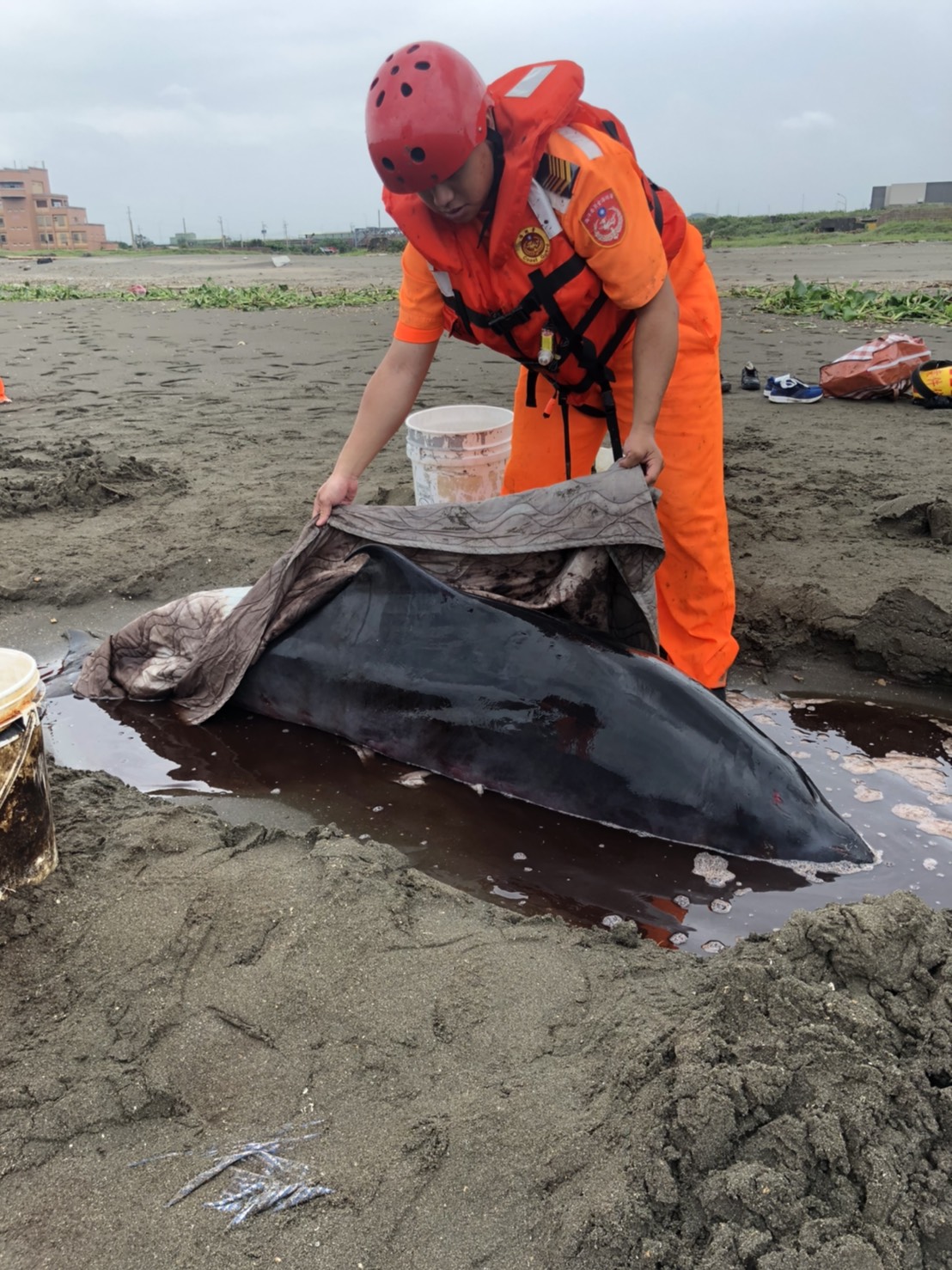 海巡人員抵達現場以涼被覆蓋小抹香鯨身軀。 圖：海巡署／提供