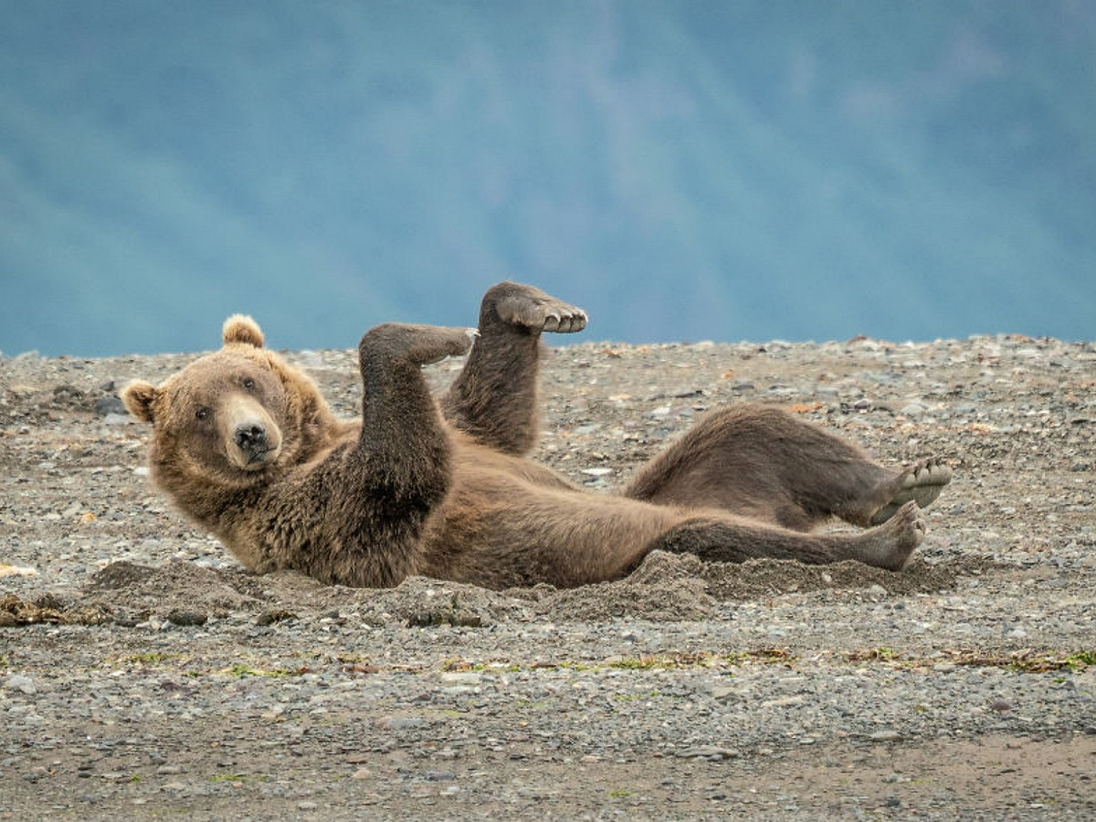 欸咦？！找我膩？ 圖／Janet Miles@Comedy Wildlife Photo Awards 2020