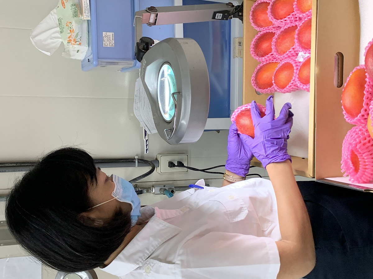 輸日芒果經防檢局檢疫人員檢查。 圖：農委會／提供