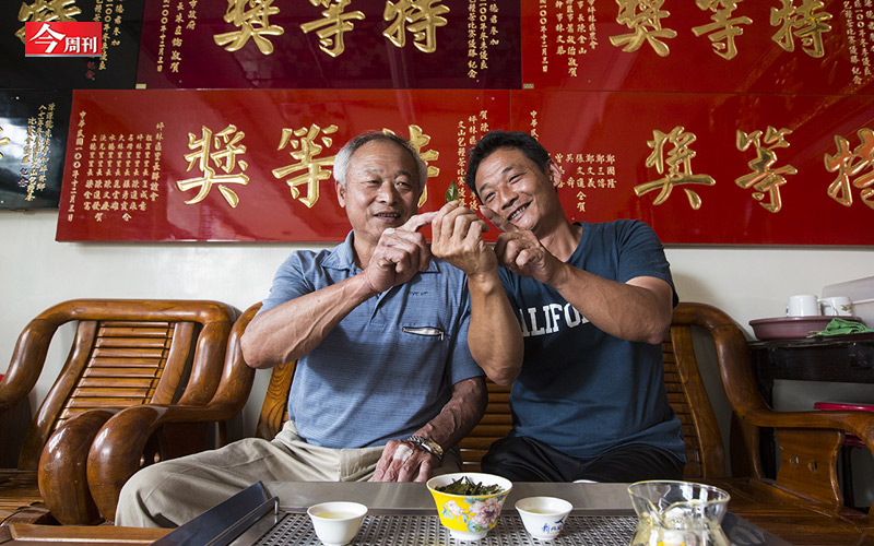經陳源德與陳宥達父子悉心照料，好的茶菁，搭上數10年的製茶經驗，成為茶葉競賽常勝軍。 圖 : 今周刊/提供