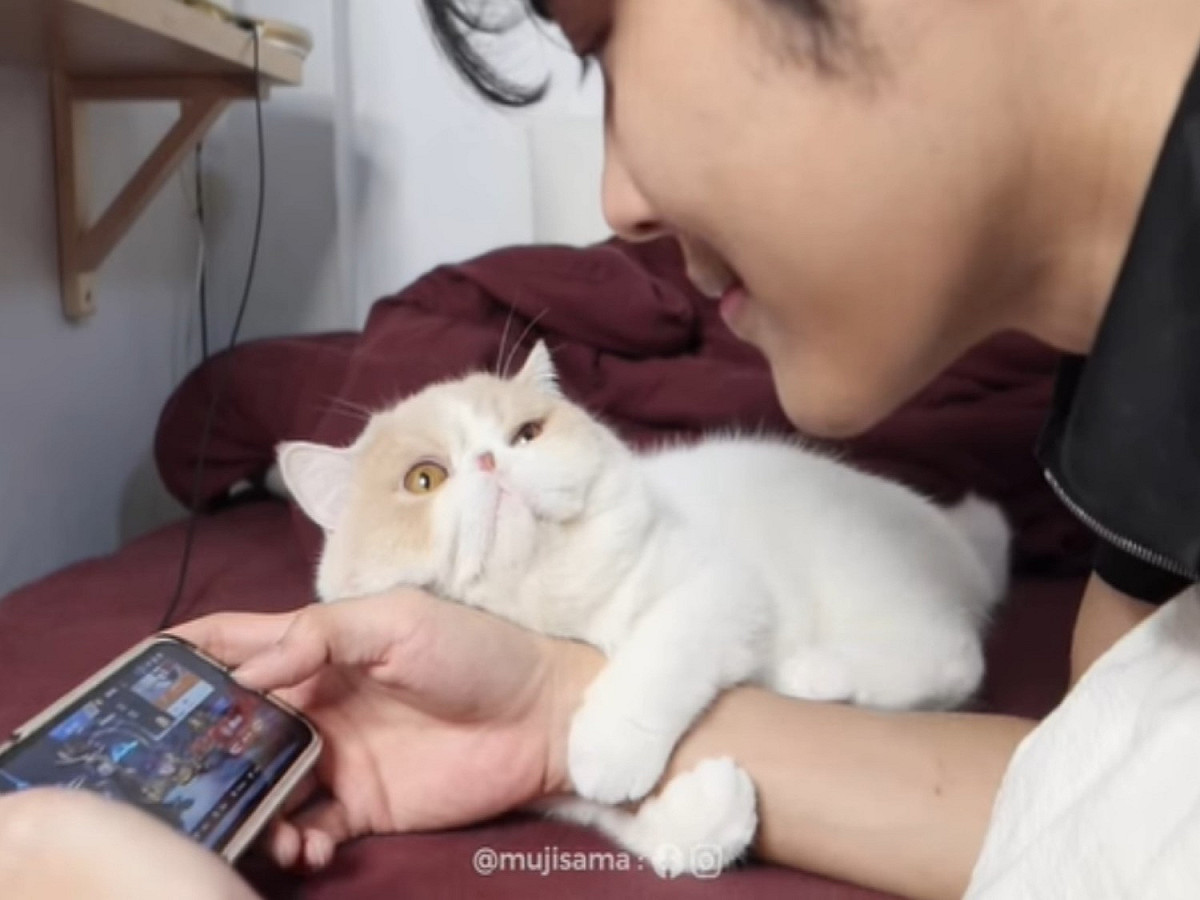 不少飼主可能都有類似的經驗，就是在打電動或是滑手機時，貓主子總是「硬要插一腳」。 圖／FB@MUJI SAMA むじ さま
