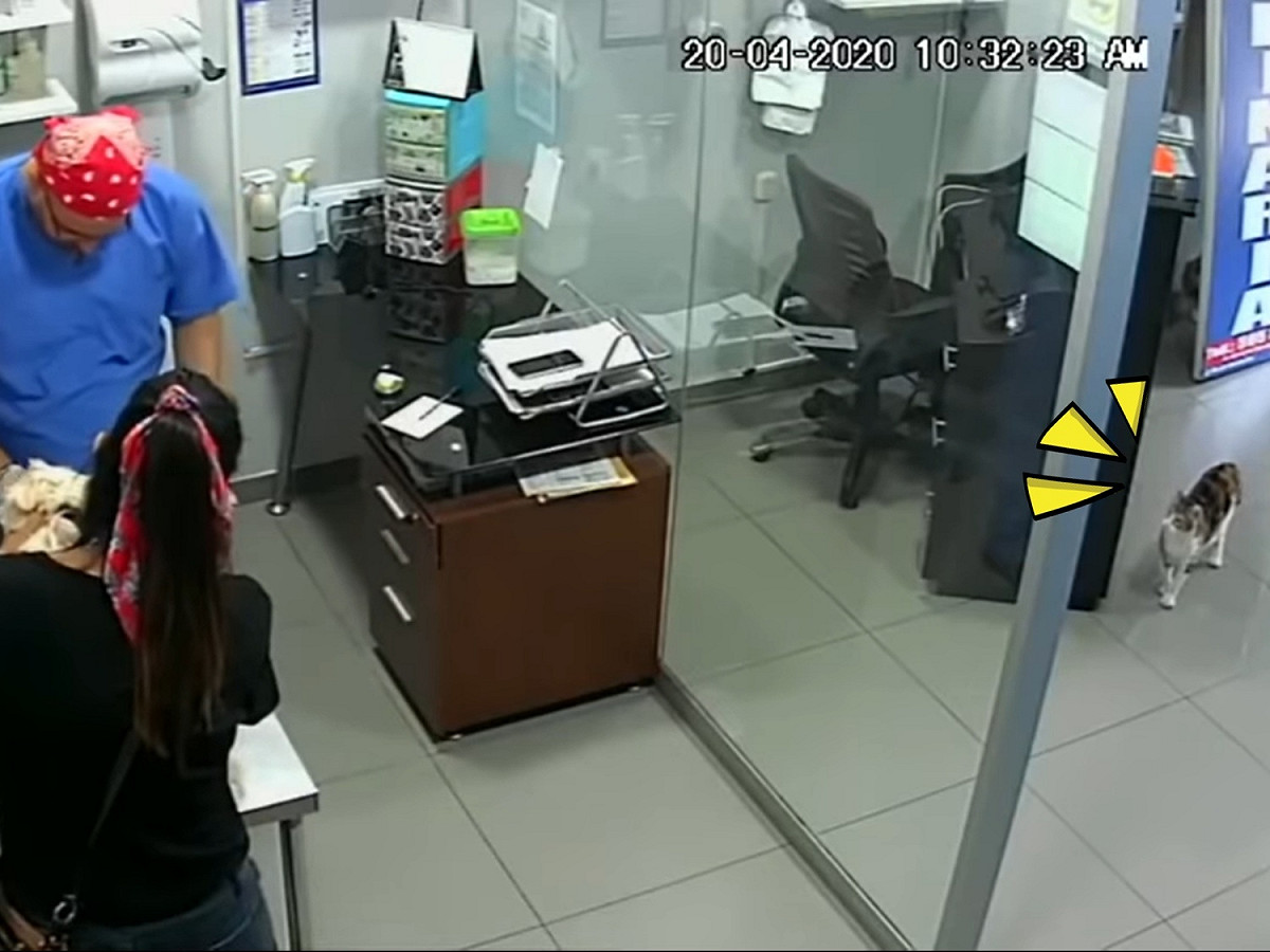 一名女子帶自家貓狗前往秘魯一間獸醫院打針，沒想到貓咪見狗朋友緊張竟爆衝上去狂咬教訓獸醫。 圖／TikTok@argenisperez5
