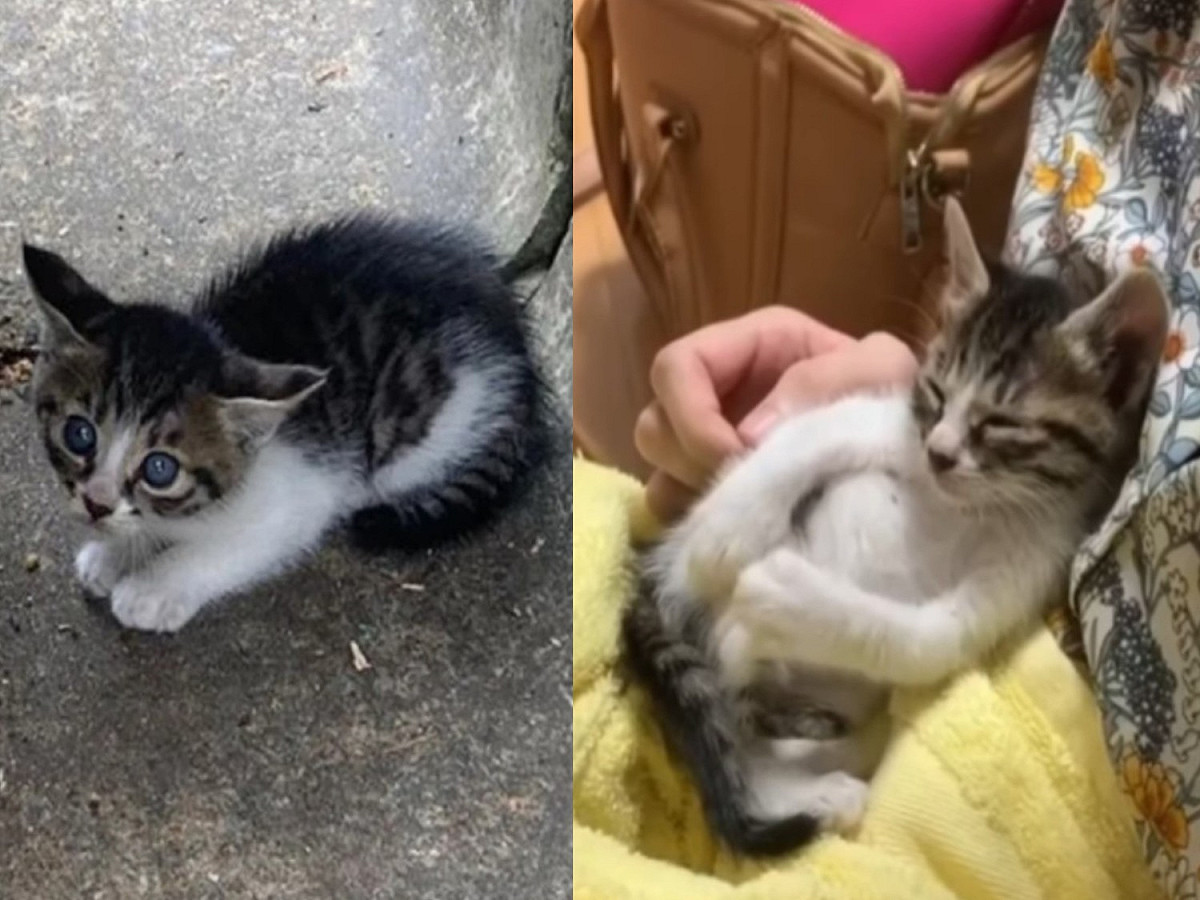 小貓跟克萊兒回家，吃飽喝足後，竟然立刻要人抱抱。 圖／IG@claddagh.the.kitten