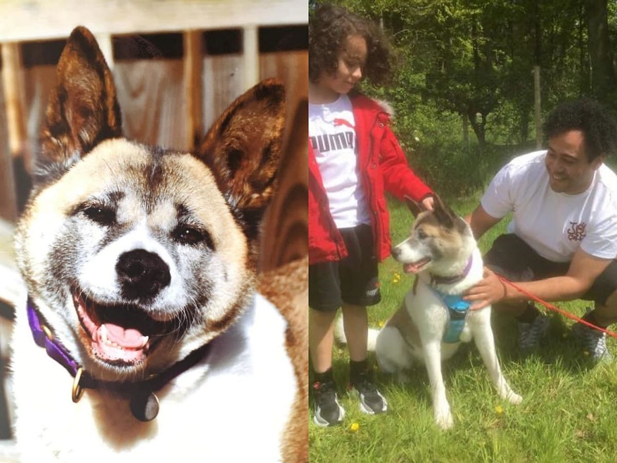 英國一名男子養了一隻秋田犬米希，卻在去年9月走失，在心灰意冷想領養新狗狗時卻意外找回自家愛犬。 圖／Skylors Animal Rescue