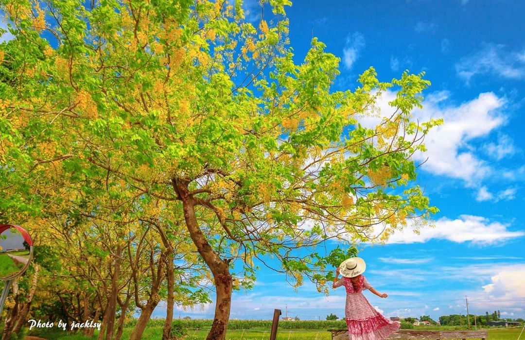 阿勃勒盛開中！要如何拍出獨特的阿勃勒美照看這篇就對了。 圖：IG@monika115419／攝影授權