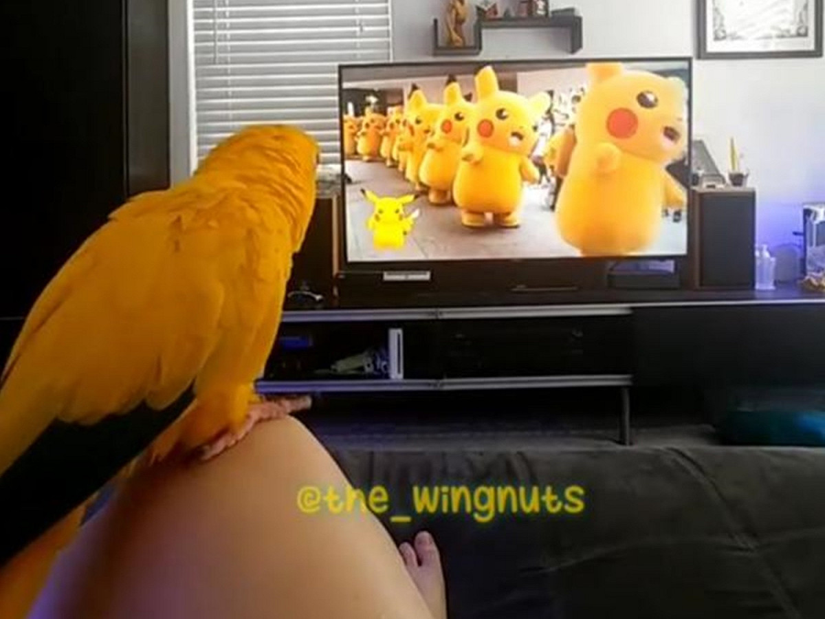 麥克是皮卡丘超級大粉絲！ 圖／FB@therealwingnuts