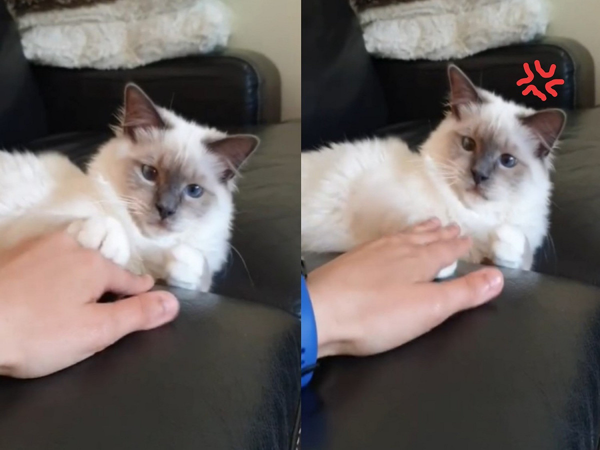 住在瑞典的伯曼貓「Neo尼歐」很有自己的想法。 圖／IG@neo_birmancat