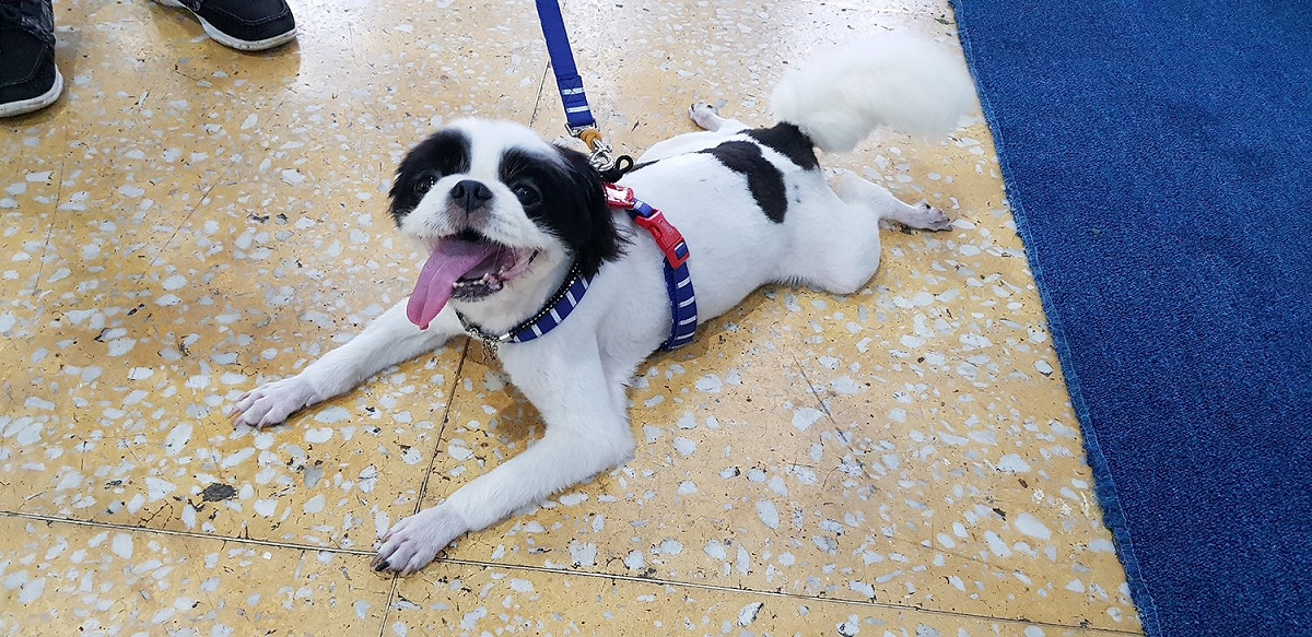 吳朋奉生前愛犬也到場送主人最後一程。 圖：金熙國際/提供