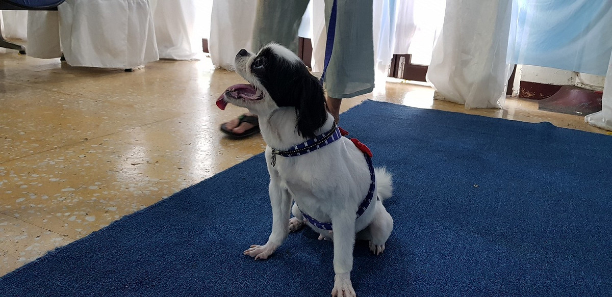 吳朋奉生前愛犬也到場送主人最後一程。 圖：金熙國際/提供