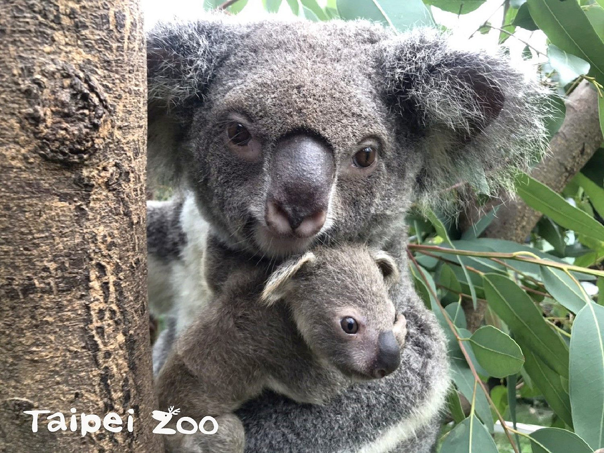媽媽「Q妹」和孩子「Stuart」小時候。 圖：台北市立動物園／提供