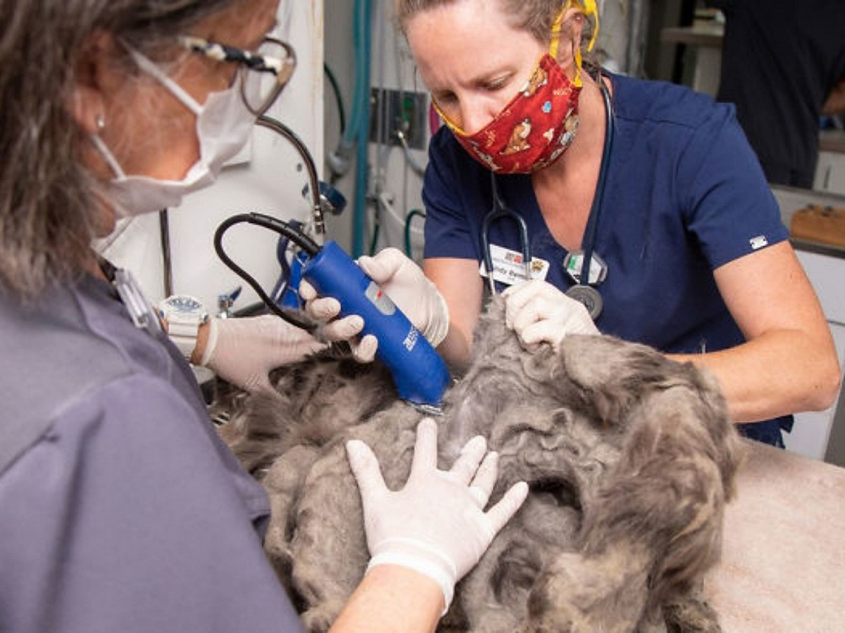 在救援人員細心地幫助下，毛毛終於擺脫厚重糾結的毛髮。 圖／Arizona Humane Society