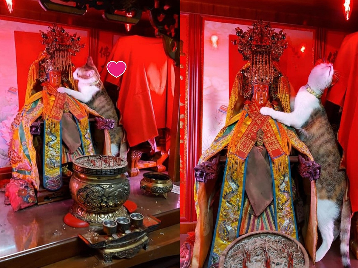 阿達辣：媽祖婆，偶跟祢縮，鏟屎官最近買的罐罐不好吃，可不可以跟他說換高級一點的？ 圖／網友李呈翰授權提供