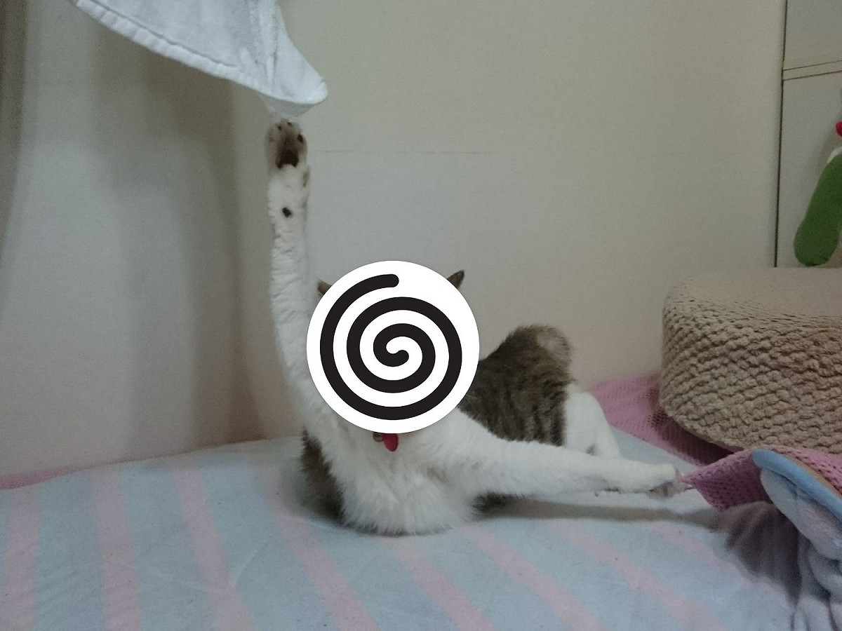就這樣左右兩難的情況下，牠只好開飛機耳無言地看著推主。 圖／twitter@27knina