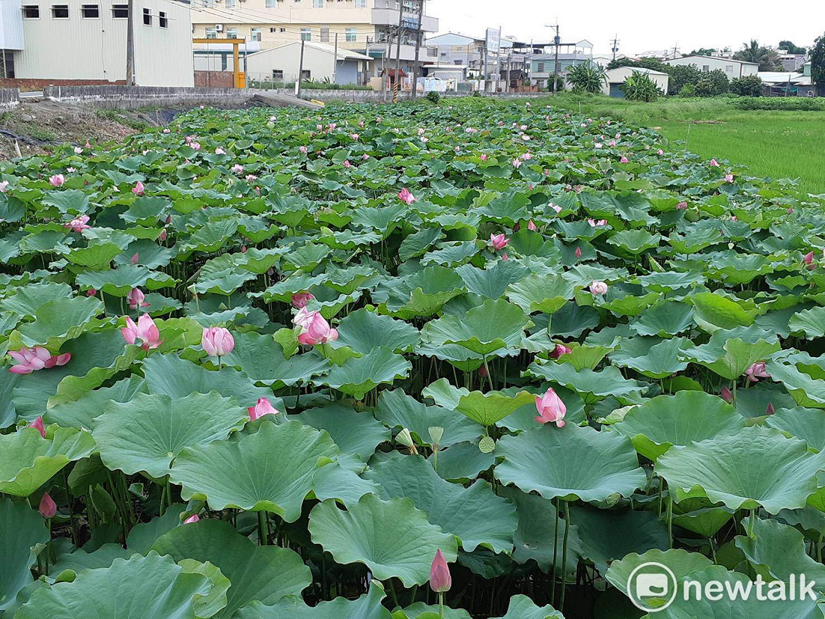 嘉義縣水上鄉的蓮花頗負盛名。 圖：蔡坤龍/攝