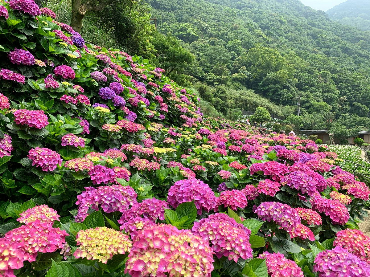 陽明山頂湖繡球花正盛開。 圖：台北市大地工程處／提供