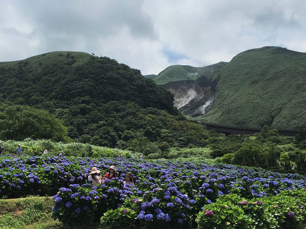 紫色繡球花和小油坑互相輝映。 圖：台北市大地工程處／提供