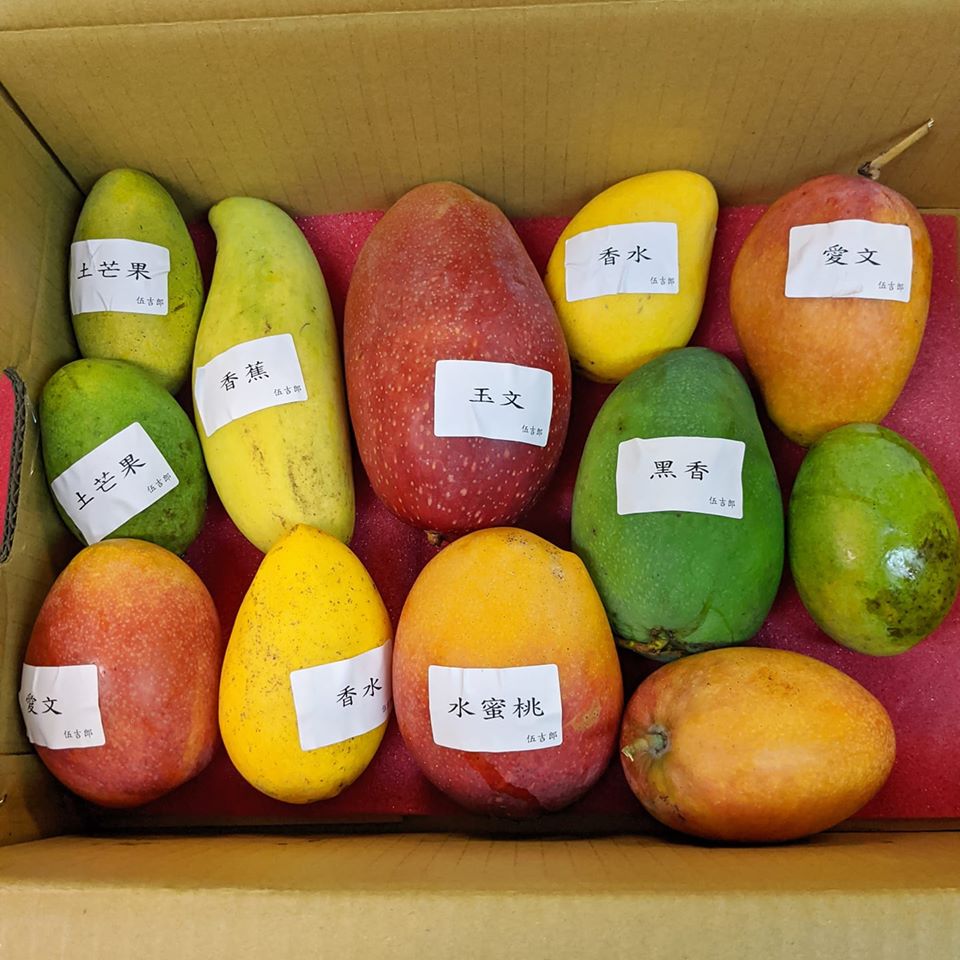 網友分享網購台灣在地小農的「芒果寶盒」開箱文，引起網友熱議，更被日本網友轉傳分享。 圖：翻攝Joyce Huang臉書