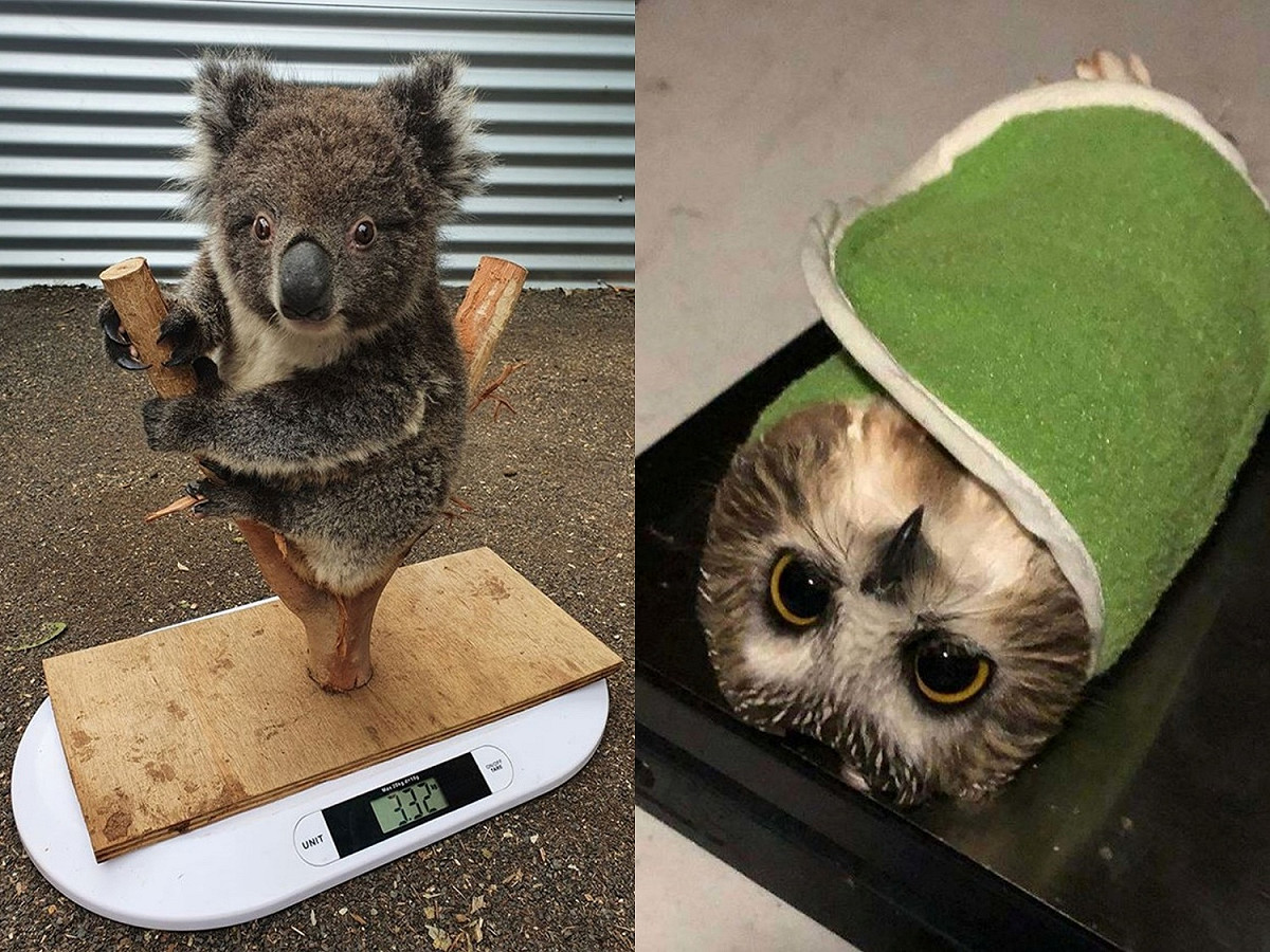 怎麼讓動物乖乖待在磅秤上不動，不是這麼容易。