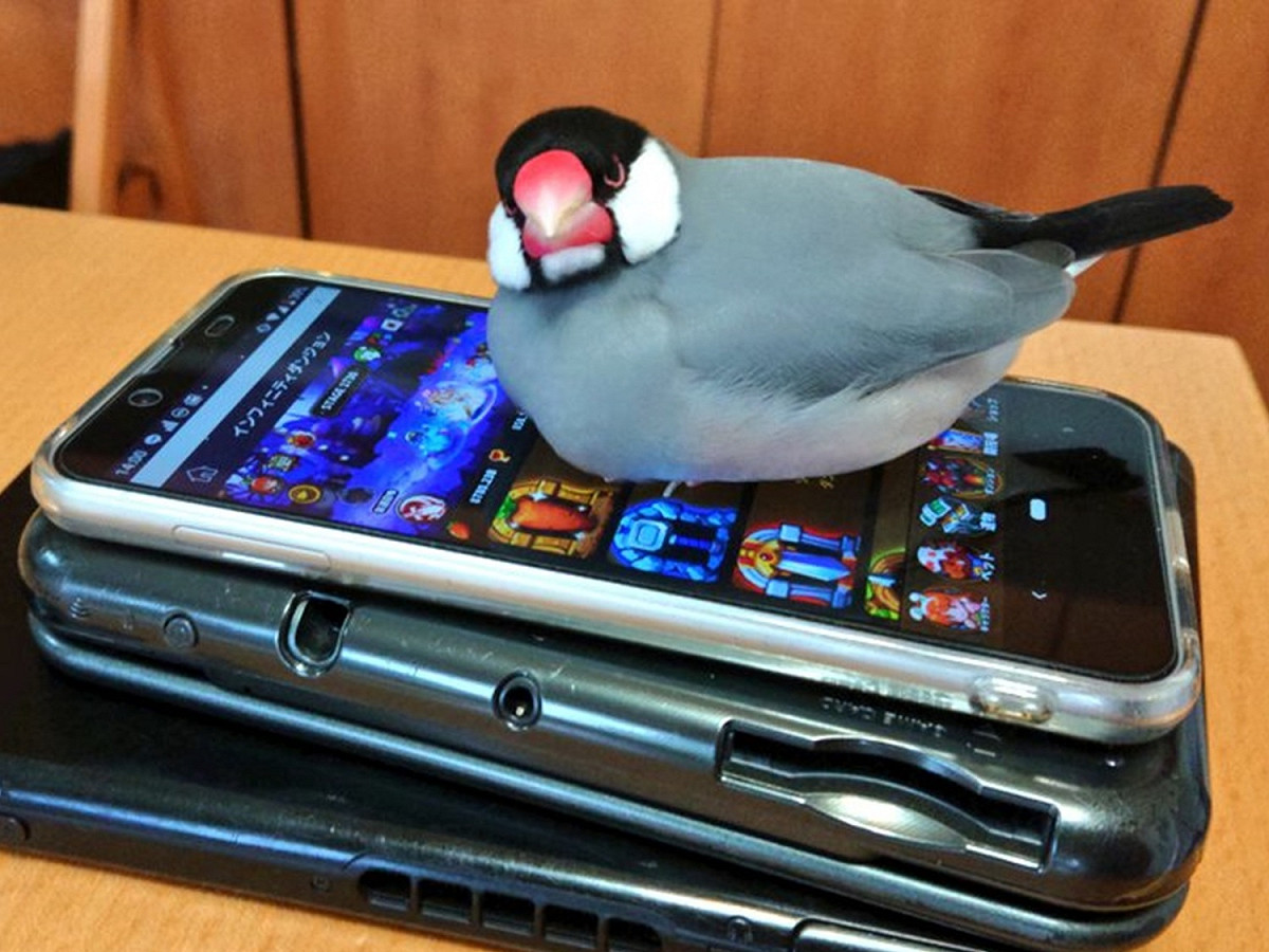 文鳥教官認真監督學習狀況，不准小朋友偷滑手機。 圖／Twitter@abunchoo_bird