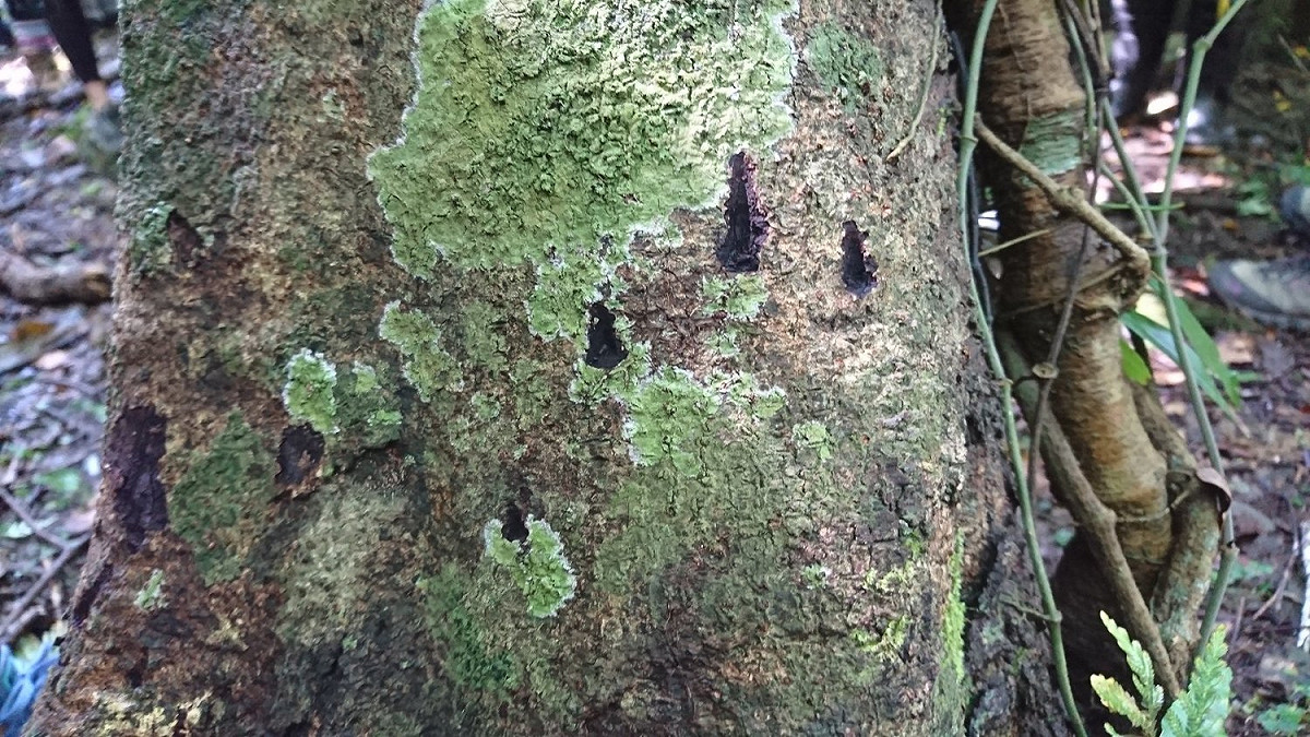 花蓮一帶最近接連拍到黑熊出沒影像，樹幹上也發現熊爪痕跡。 圖：取自玉管處Facebook粉絲專頁